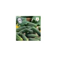 Cornichon Profi F1