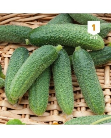 Cornichon vert Petit de Paris