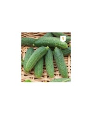 Cornichon vert Petit de Paris