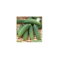 Cornichon vert Petit de Paris