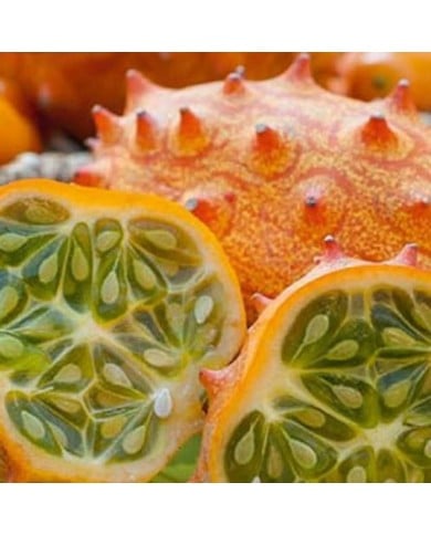 Concombre cornu d’afrique « kiwano »
