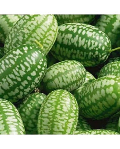 Concombre du mexique (melothria scabra