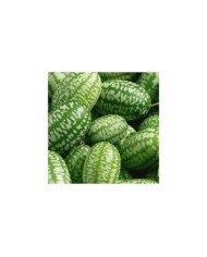 Concombre du mexique (melothria scabra