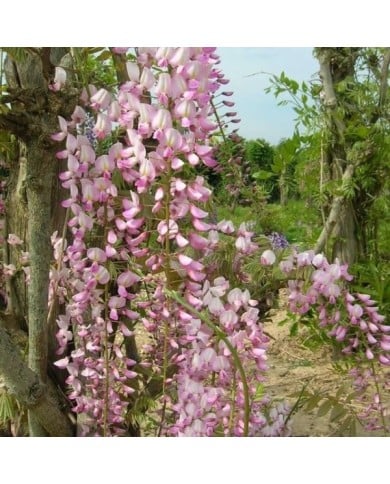 Glycine du Japon 'Pink Ice'
