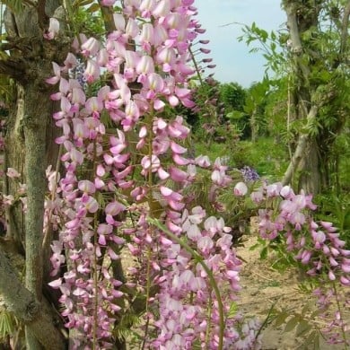Glycine du Japon 'Pink Ice'