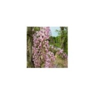 Glycine du Japon 'Pink Ice'