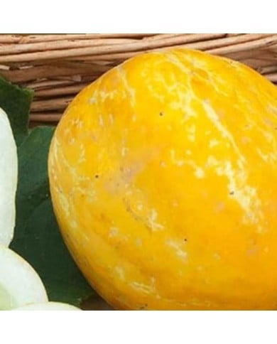 Concombre rond Lemon Apple