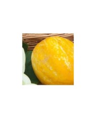 Concombre rond Lemon Apple