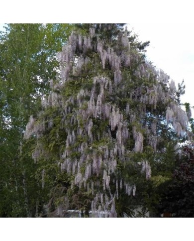 Glycine du Japon 'Pink Ice'