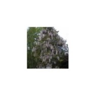 Glycine du Japon 'Pink Ice'