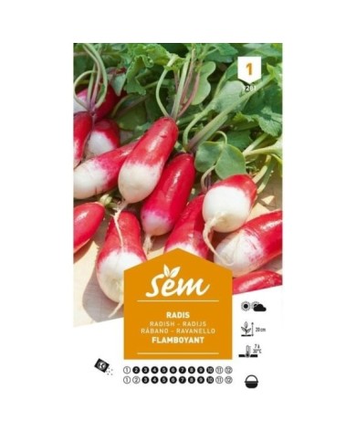 Radis flamboyant (sachet)