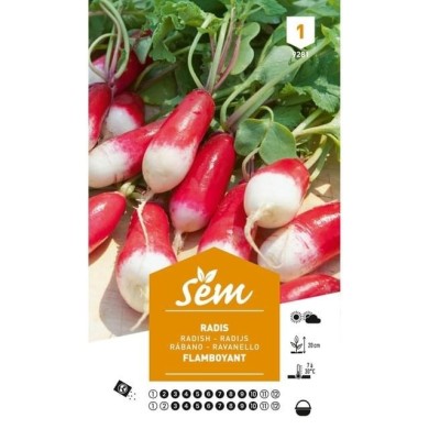 Radis flamboyant (sachet)