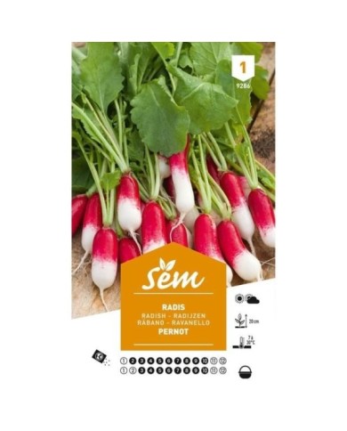 Radis Pernot (sachet)