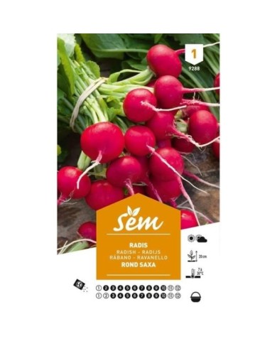 Radis rond écarlate Saxa (sachet)
