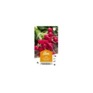 Radis rond écarlate Saxa (sachet)