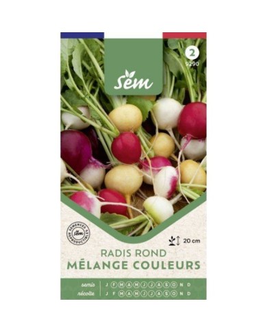 Radis ronds en mélange de couleurs