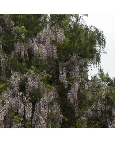 Glycine du Japon 'Pink Ice'