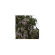 Glycine du Japon 'Pink Ice'