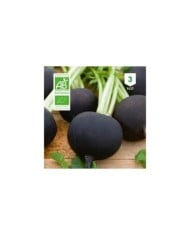 Radis noir gros rond d'hiver Bio