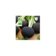 Radis noir gros rond d'hiver Bio