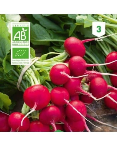Radis rond rouge Saxa Bio