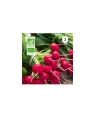 Radis rond rouge Saxa Bio