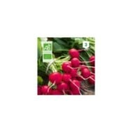 Radis rond rouge Saxa Bio
