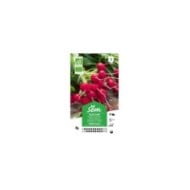 Radis rond rouge Saxa Bio (sachet)