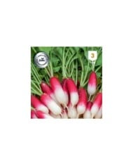 Radis demi long Patricia