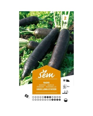 Radis gros long d'hiver (sachet)