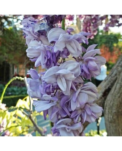 Glycine du Japon Violacea Plena
