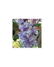 Glycine du Japon Violacea Plena