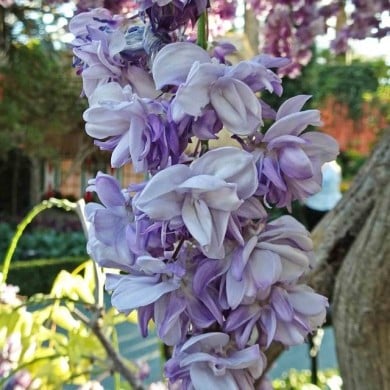 Glycine du Japon Violacea Plena