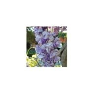 Glycine du Japon Violacea Plena