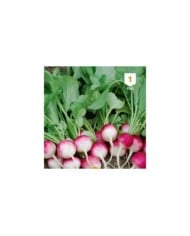Radis National rond Rose et blanc