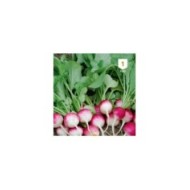 Radis National rond Rose et blanc