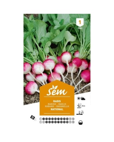 Radis National rond Rose et blanc (sachet)