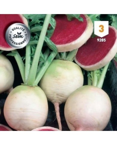 Radis pastèque Red Meat
