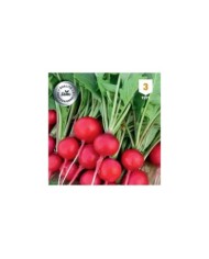 Radis rond rouge Celesta F1