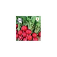 Radis rond rouge Celesta F1