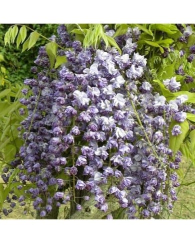 Glycine du Japon Violacea Plena