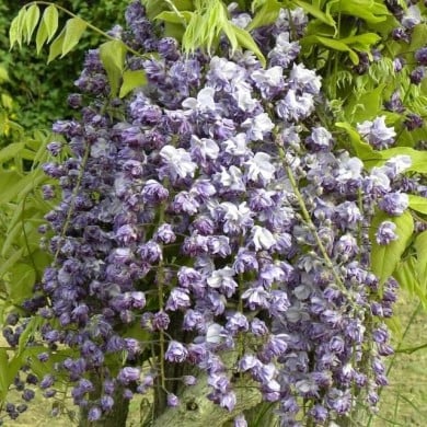 Glycine du Japon Violacea Plena