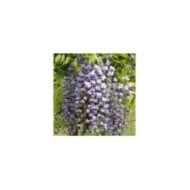 Glycine du Japon Violacea Plena