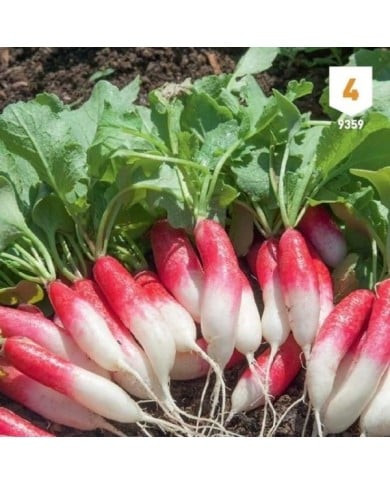Radis de 18 jours XXL