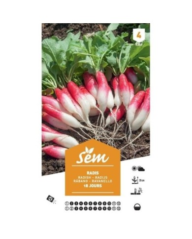Radis de 18 jours XXL (sachet)