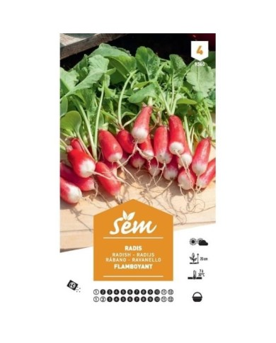 Radis Flamboyant XXL (sachet)