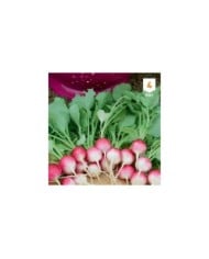 Radis National rond rose et blanc XXL