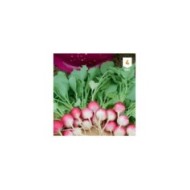 Radis National rond rose et blanc XXL