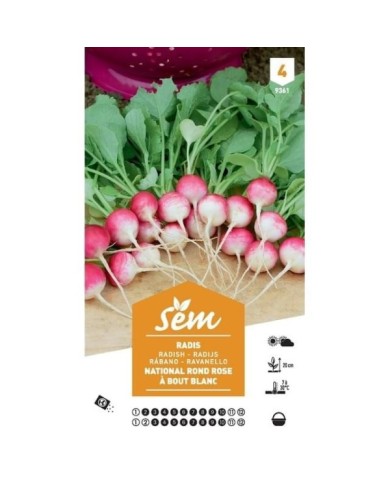 Radis National rond rose et blanc XXL (sachet)