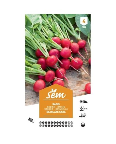 Radis rond écarlate Saxa XXL (sachet)
